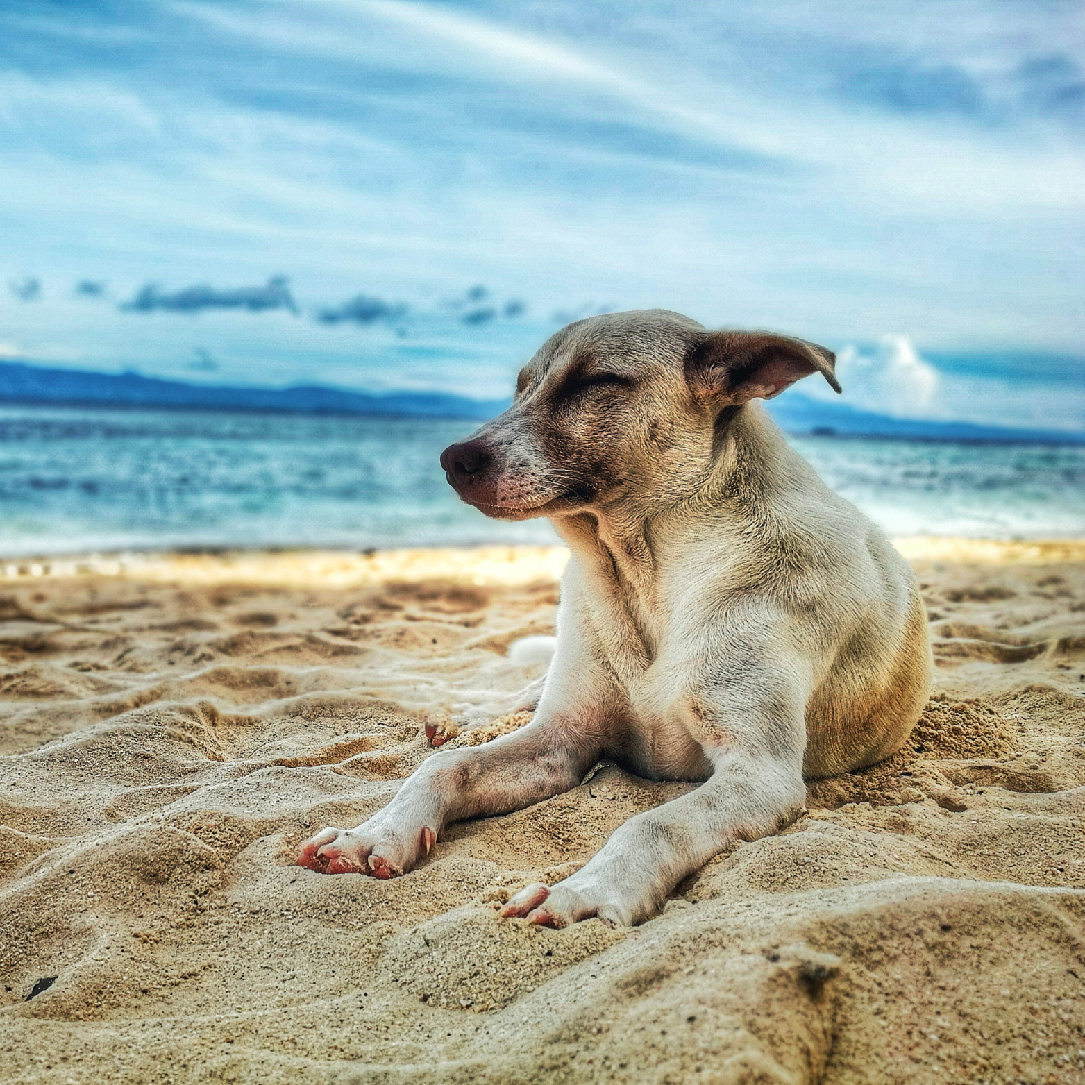 Premium Hondenbrokken