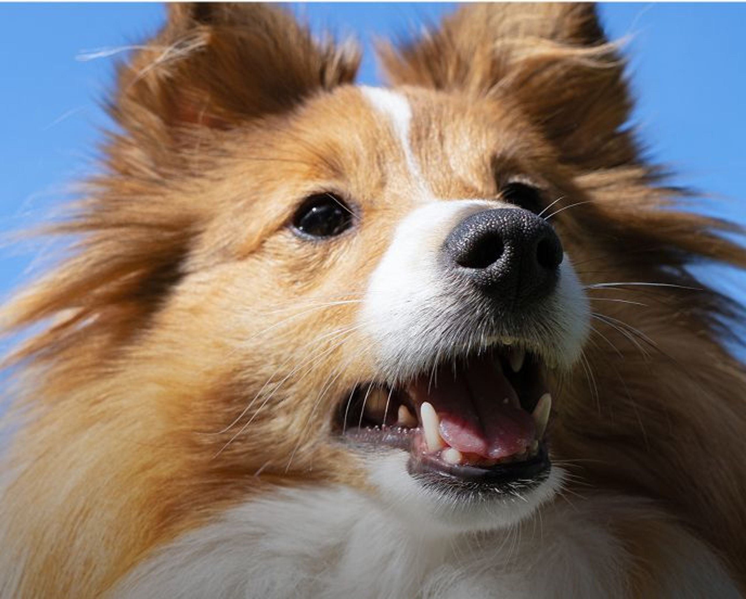 Premium Hondenbrokken